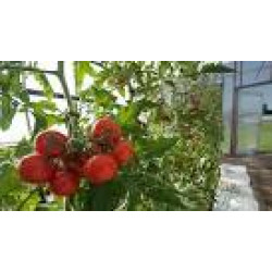Potato Vermicelli -Thick